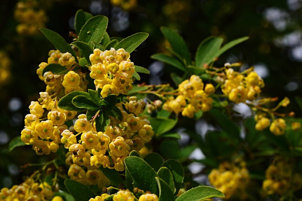 How Berberine Benefits POCS | HUM Nutrition Blog